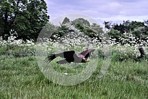 A view of a Steppe Eagle in flight