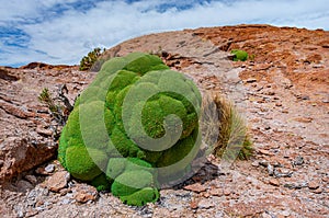 View of the stone field and Yareta or llareta Azorella compacta near the volcano Ollague, Bolivia