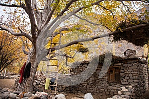 View of a stone house under a tree