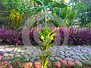 View of stone road and green and purple plants in garden