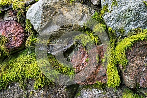 View of a stone wall covered with green moss