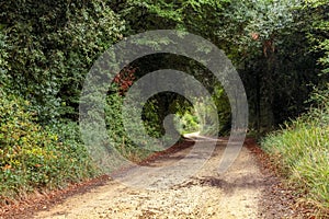 View of stony road going through thicket