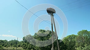 View of stork`s nest on utility pole near the forest. Clear blue sky at background.