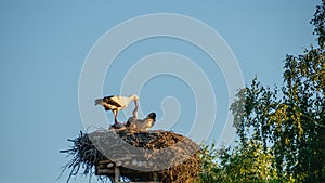 View of stork standing in nest with chick.