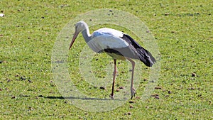 View of a stork walking on grass