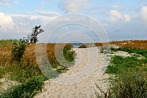 View of a stormy beach in the morning with lonely trees