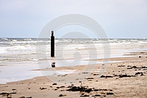 View of a stormy beach in the morning with lonely trees