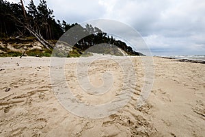 View of a stormy beach in the morning with lonely trees