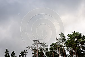 View of a stormy beach in the morning with lonely trees