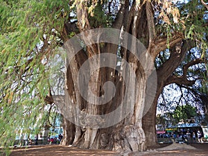 View of stoutest trunk of the world of monumental Montezuma cypress tree at Santa Maria del Tule city in Mexico