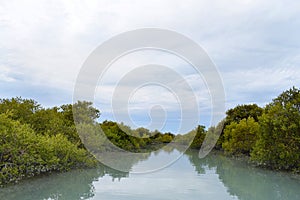 View of the strange and beautiful mangrove forests whose roots are in the water.