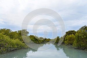 View of the strange and beautiful mangrove forests whose roots are in the water. photo