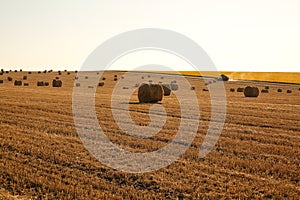 A view of straw bales in a field after the harvest