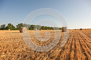 A view of straw bales in a field after the harvest