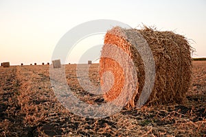 A view of straw bales in a field after the harvest