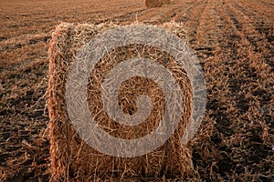 A view of straw bales in a field after the harvest