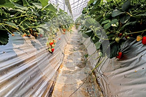 View Strawberry hanging farm full of ripe strawberries,Chiba, japan