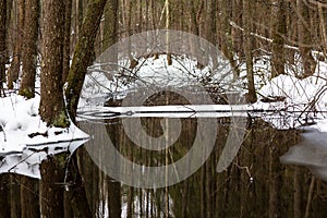 View of a stream flowing through a dense winter forest.