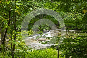 View of a Stream With a Small Waterfall in the Middle of s Forest
