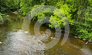 View of a Stream With a Small Waterfall in the Middle of s Forest