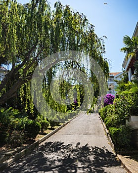 View of the street with beautiful old houses and blooming gardens on the Adalar Islands at summer sunny day. Istanbul