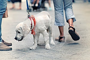 View of the street from the dog's perspective