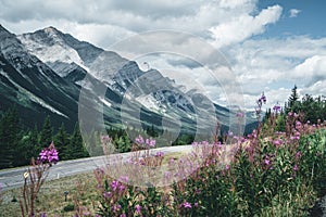 View of street highway with flowers and mountains and trees with blue sky and clouds. Banff National Park Canada Rocky