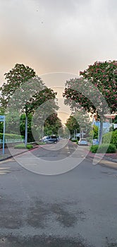 View of a street of a housing estate where the chestnut trees are in blossom at sunset in pastel colours