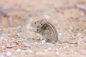 Striped Field Mouse