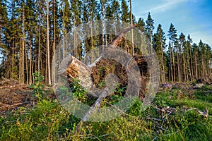 View of stump with roots