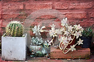 View of succulent plants and cactus in plantpots against old wall of concrete and red bricks