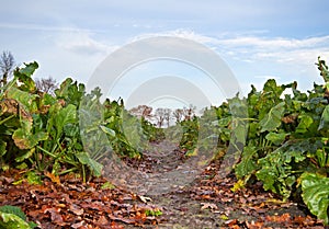 View into a Sugar beet field