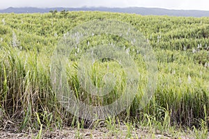 View of sugar cane field