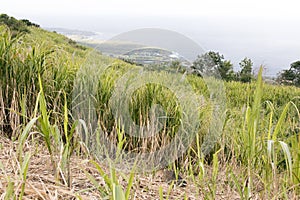 View of sugar cane field