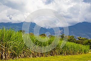 View of a sugar cane field and the Paramo de las Hermosas mountains at the Valle del Cauca region in Colombia photo