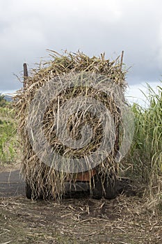 A view of sugar cane plantation in La Reunion