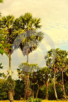 View of sugar palm and yellow flower fields