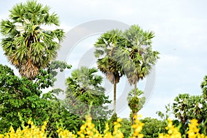 View of sugar palm and yellow flower fields