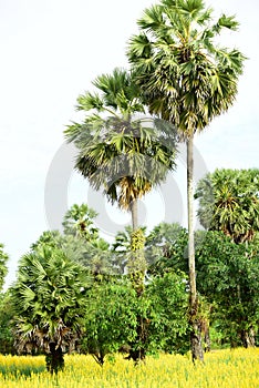 View of sugar palm and yellow flower fields