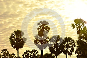 View of sugar palm and yellow flower fields