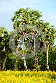 View of sugar palm and yellow flower fields