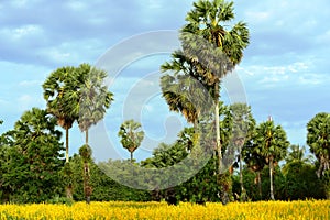 View of sugar palm and yellow flower fields