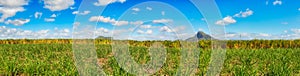 View of a sugarcane and mountains. Mauritius. Panorama