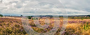 View from the Suhorn in the Lueneburg Heath