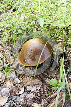 View of suillus mushroom in the wood