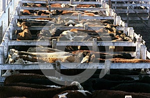view of a summer cattle pen with a large herd of cows