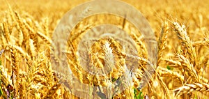 View of summer field of wheat