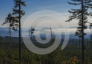 View of summer morning mountains, blue misty slopes of mountains in the distance. Tall pine trees and coniferous forest hills in f