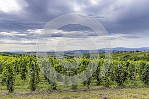 Summer vineyard nearby Strekov, Southern Slovakia