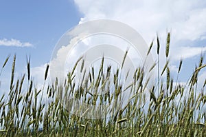View of summer wheat field in mountain